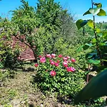 Julijana, Salara Lejlighed