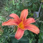 Lejlighed Julijana, Salara