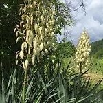 Julijana, Salara Lejlighed *