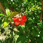 Julijana, Salara Lejlighed *