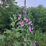 Julijana, Salara * Koper