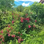 Julijana, Salara Lejlighed *