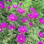 Julijana, Salara Lejlighed Koper