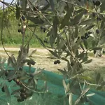 Julijana, Salara Lejlighed *