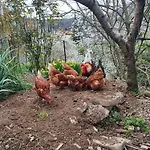 Lejlighed Julijana, Salara Koper