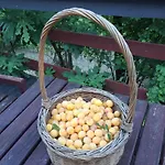 Lejlighed Julijana, Salara Koper