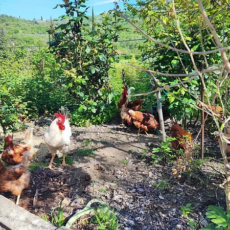 Julijana, Salara Apartament *