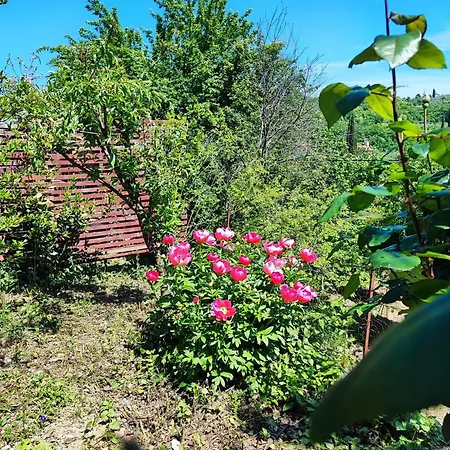 Julijana, Salara Apartmán