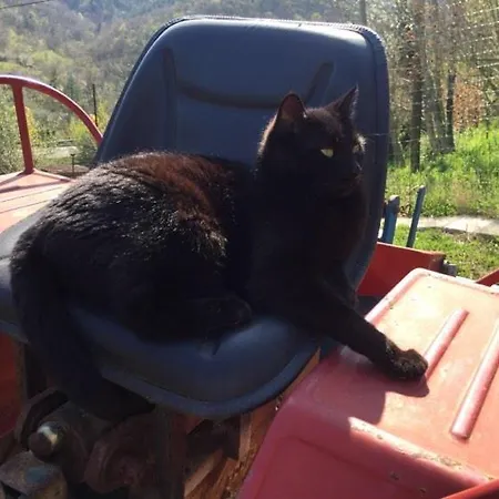 Apartament Julijana, Salara *