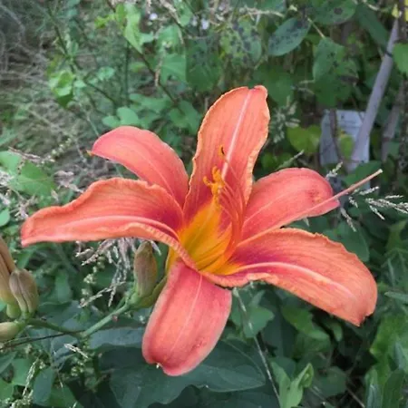 Apartament Julijana, Salara