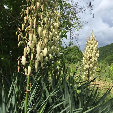 Julijana, Salara Apartmán *