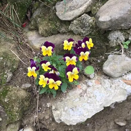 Julijana, Salara Koper