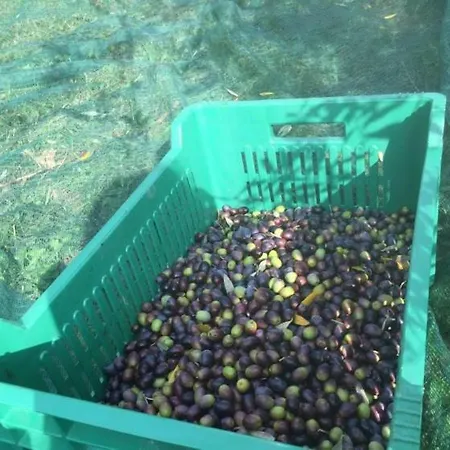 Julijana, Salara * Koper