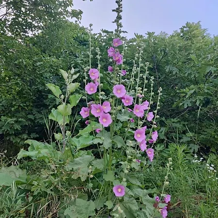 Julijana, Salara * Koper