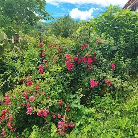 Julijana, Salara Apartmán *