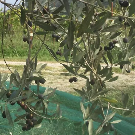 Julijana, Salara Apartmán *