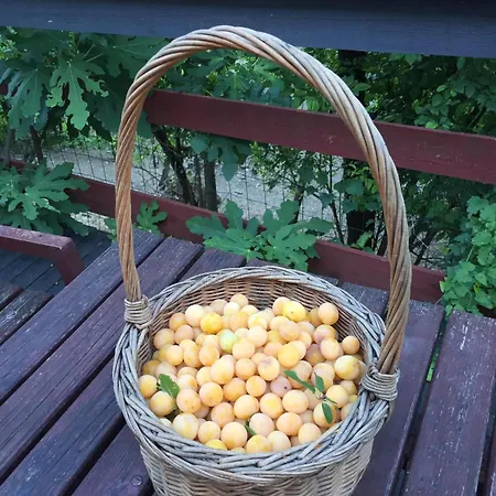 Apartament Julijana, Salara Koper