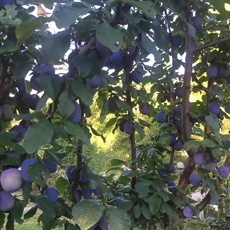 Apartament Julijana, Salara