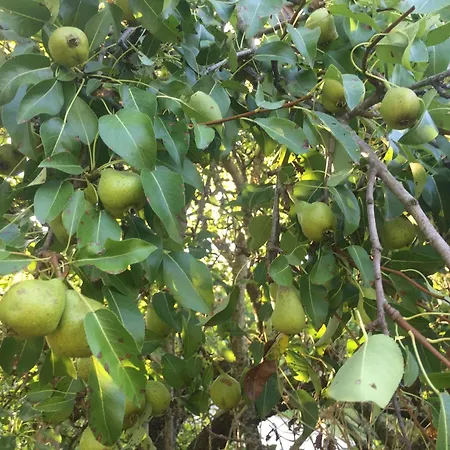 Julijana, Salara * Koper