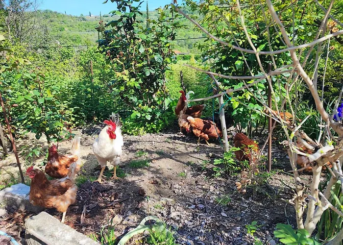 Julijana, Salara Διαμέρισμα *