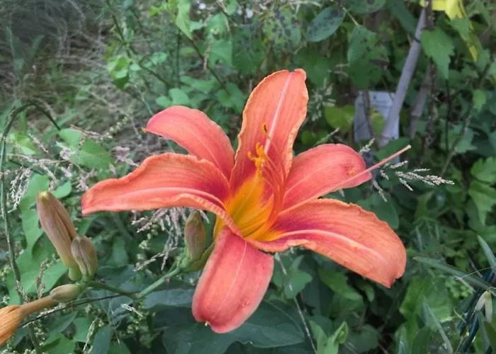 公寓 Julijana, Salara