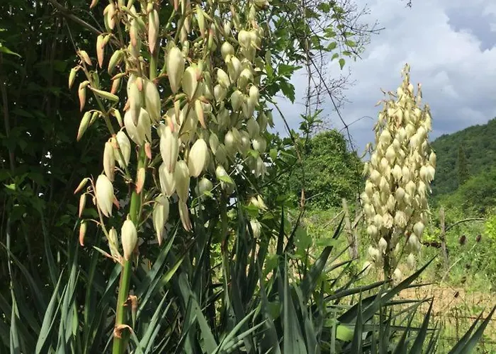 Julijana, Salara Διαμέρισμα *