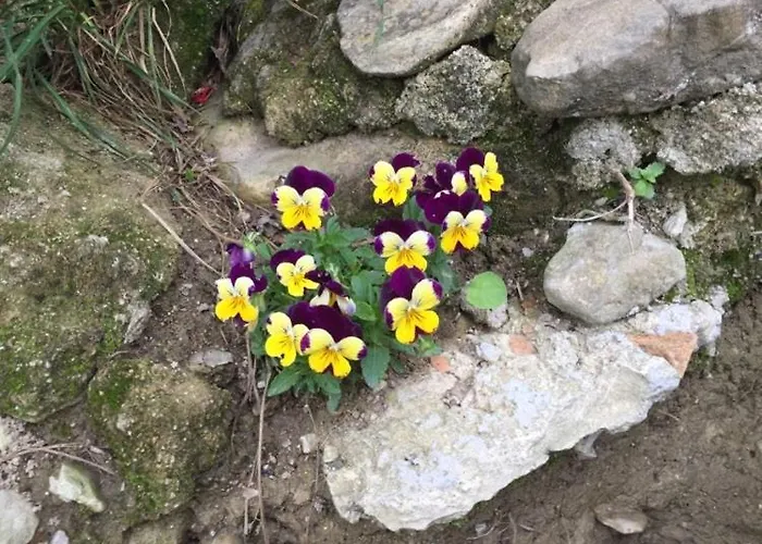 Julijana, Salara Κόπερ