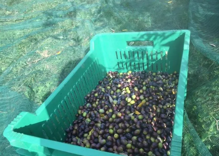 Julijana, Salara * Κόπερ