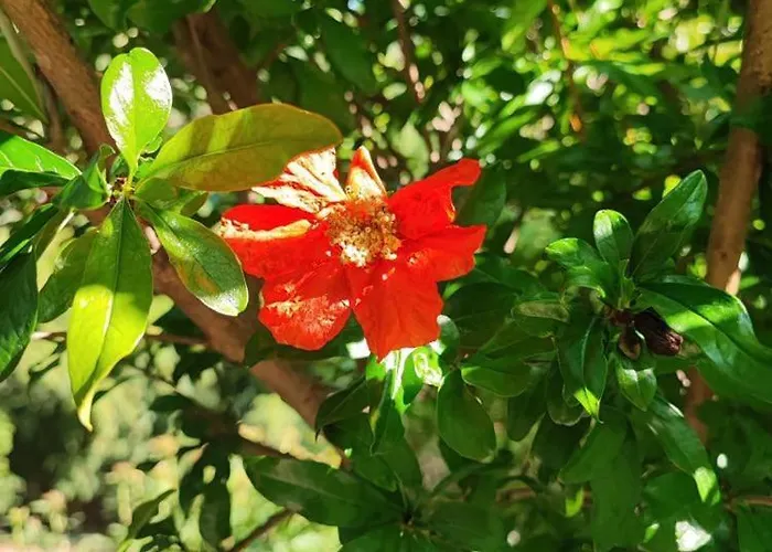 Julijana, Salara Διαμέρισμα *