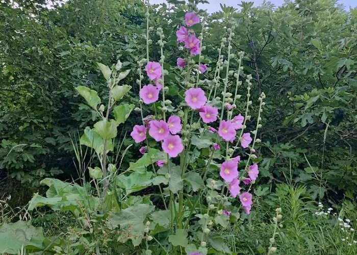 Julijana, Salara * 科佩尔