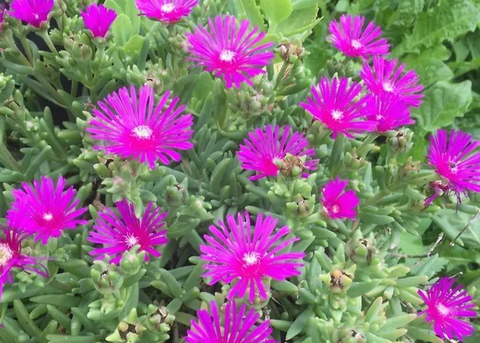 Julijana, Salara 公寓 科佩尔