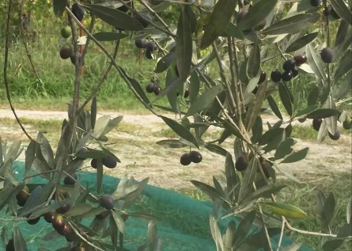 Julijana, Salara 公寓 *