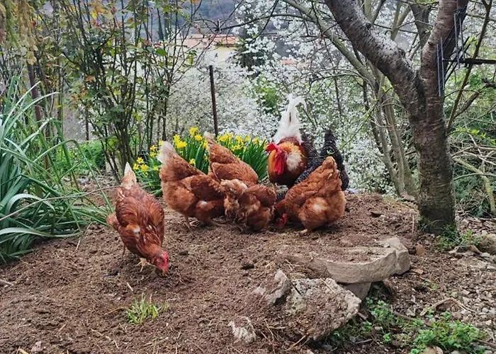 公寓 Julijana, Salara 科佩尔