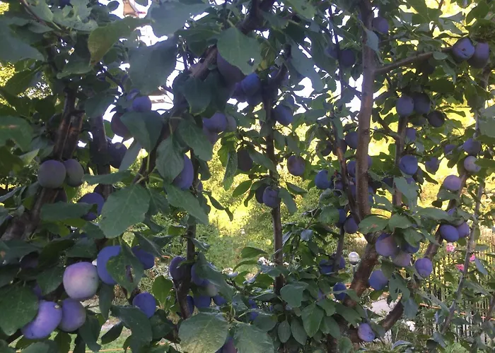 Διαμέρισμα Julijana, Salara