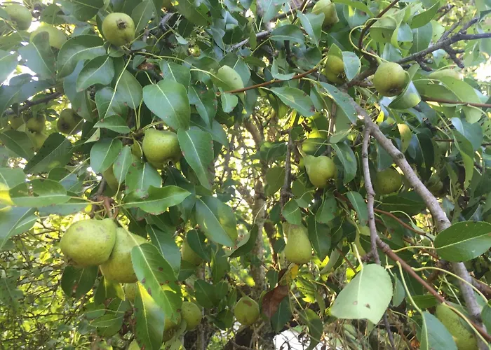 Julijana, Salara * Κόπερ